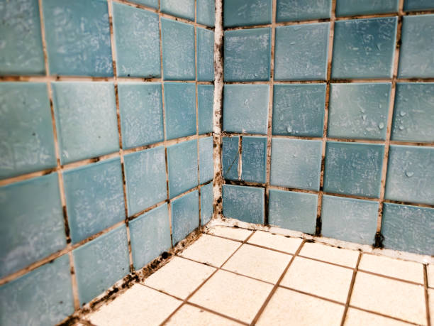 Forensic Mold Investigation in Middletown, IN