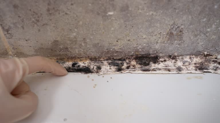 Best Dehumidification Services  in Middletown, IN